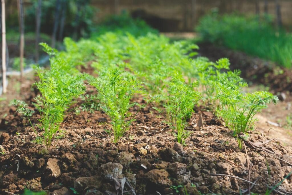organic farm 1
